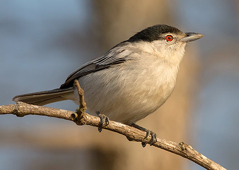 Black-backed Puffback female